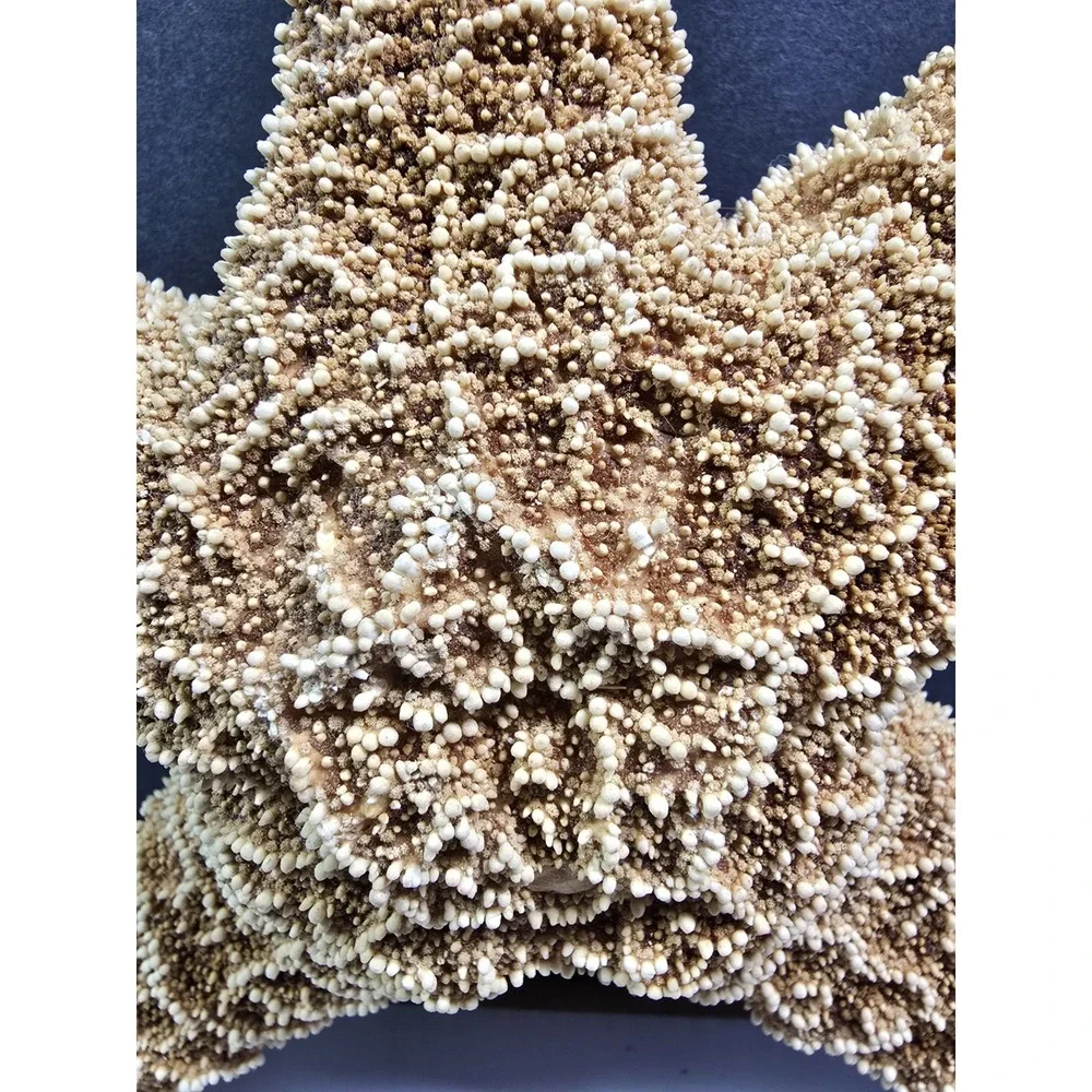 Intact Mouth XL Starfish, Beach Finds, Nature Is Cool, Show & Tell, Patrick